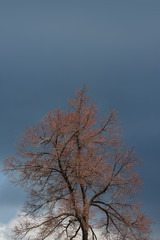 Tree in spring