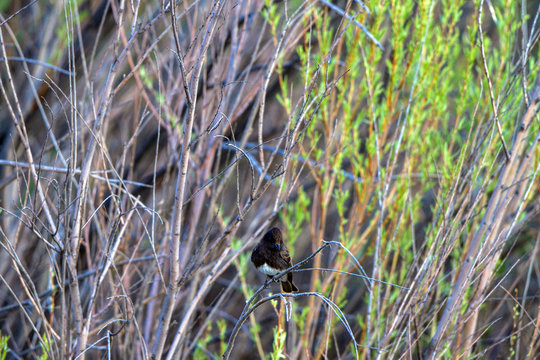Black Phoebe in the marsh at Bosque del Apache National Wildlife Refuge in New Mexico