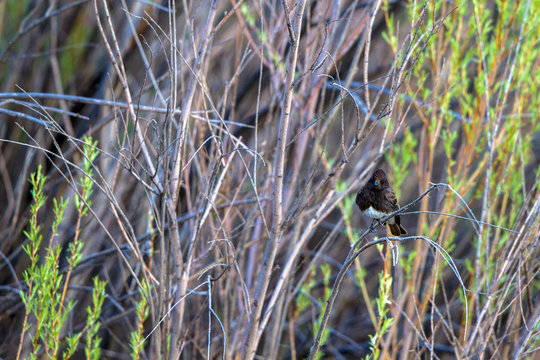 Black Phoebe in the marsh at Bosque del Apache National Wildlife Refuge in New Mexico