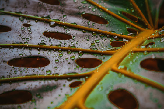 gotas de agua sobre una hoja de filodendro