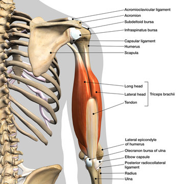 Labeled Anatomy Chart of Male Triceps Muscles, Connective Tissue and Bones on White Background
