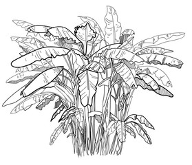 Banana palm trees. Freehand drawing with pencil. Trees with large leaves, tropical trees.