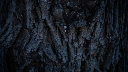 Rough tree texture closeup (macro) with sunset back light
