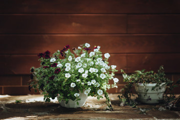 White and red petunia blooms in a pot, on a wooden background. Home flowers in the garden. Blooming, copy space.