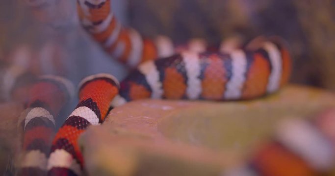 Close-up shot of orange striped snake crawling around in terrarium.
