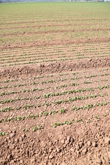 Arizona young radish field