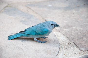  baby blue bird 