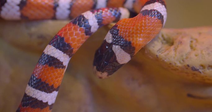 Close-up shot of orange striped snake crawling at the stone in terrarium showing tongue.