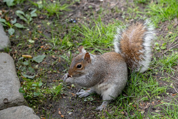 Naklejka na ściany i meble Squirrel in the Central Park New York City
