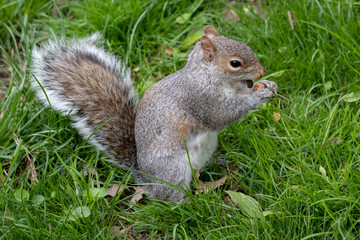 Naklejka na ściany i meble Squirrel eating nut in the Central Park New York City