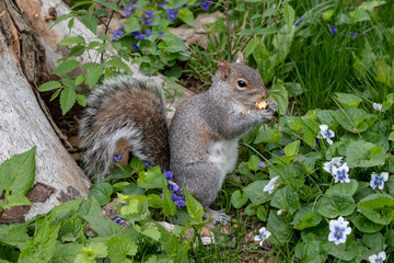 Squirrel eating nut in the Central Park New York City