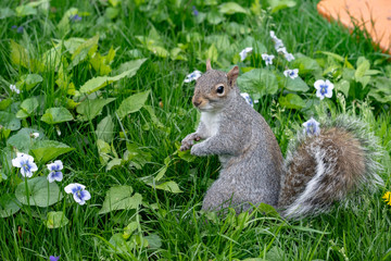 Squirrel eating nut in the Central Park New York City