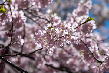 Pink Blossoms in spring of Central Park New York City
