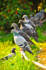 A flock of pigeons sitting on a perch and waiting for food.