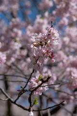 Pink Blossoms in spring of Central Park New York City