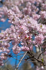 Pink Blossoms in spring of Central Park New York City