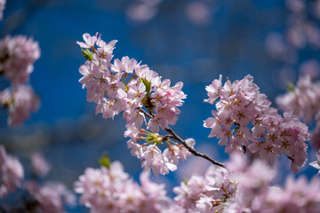 Pink Blossoms in spring of Central Park New York City