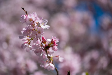 Obraz premium Pink Blossoms in spring of Central Park New York City