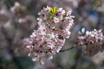 Pink Blossoms in spring of Central Park New York City