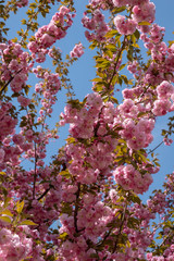 Cherry Blossoms in spring of Central Park New York City