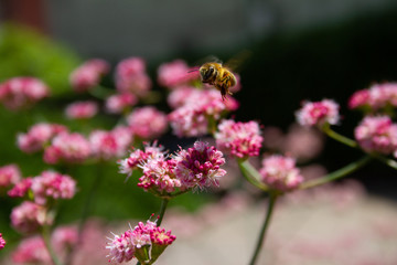 Worker bee