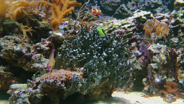 Sealife scenery with corals, anemonefish clownfish