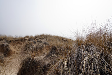 Dunes with beach grass on foggy morning