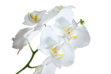 Close up of white orchids on with a button to bloom