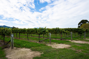 Rows of grape vines in a vineyard in Blenheim New Zealand
