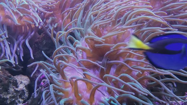 Blue palette surgeonfish and anemone seaweed, tank