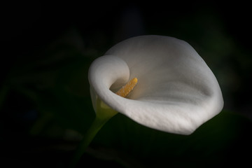 Sexy white calla lilly against black background studio shot in color
