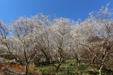 Obraz premium 青空と四季桜