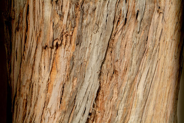 Wood texture and background of the bark of a tree predominant color is brown