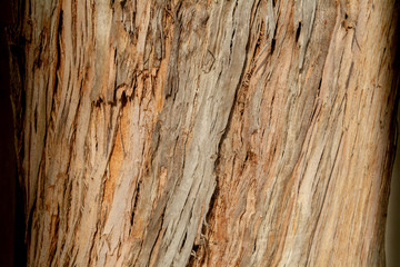 Fototapeta premium Wood texture and background of the bark of a tree predominant color is brown