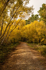 Fototapeta na wymiar Beautiful trees in Glenorchy, New Zealand during Autumn