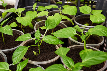Pepper Seedlings, young foliage of pepper, Spring seedlings. Sprouts pepper.