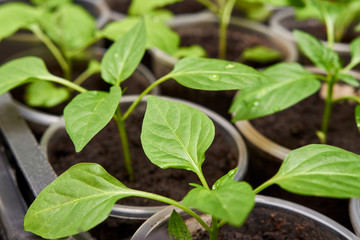 Closeup Pepper Seedlings, young foliage of pepper, Spring seedlings. Sprouts pepper.