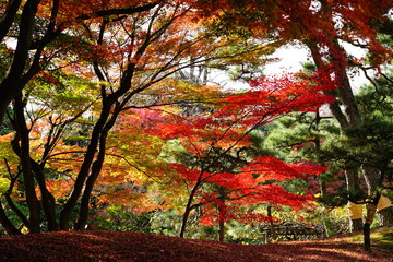 もみじ　紅葉　逆光　庭園　日本　晴れ　露出　違い　赤　緑　対比