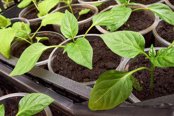 Pepper Seedlings, young foliage of pepper, Spring seedlings. Sprouts pepper. vegetarian food