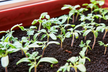 young little Tomato Sprouts Greenhouse, Sprouted Tomato in a red box near the window, Potted Tomato Seedlings. Spring Seedlings.