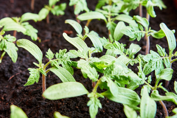 Tomato Sprouts Greenhouse, Sprouted Tomato in a red box near the window, Potted Tomato Seedlings. Spring Seedlings.
