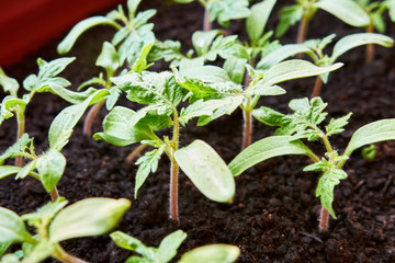 Closeup young little Tomato Sprouts Greenhouse, Sprouted Tomato in a red box near the window, Potted Tomato Seedlings. Spring Seedlings.