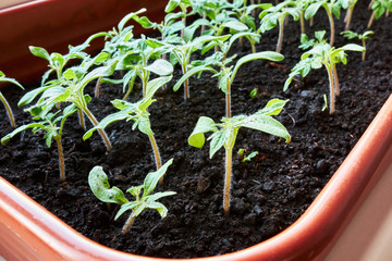 Closeup young little Tomato Sprouts Greenhouse, Sprouted Tomato in a red box near the window, Potted Tomato Seedlings. Spring Seedlings.