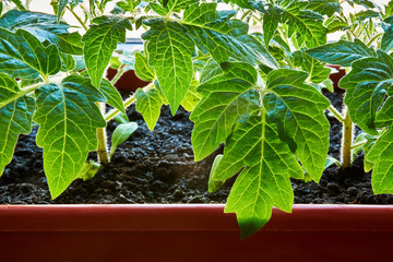 Closeup young little Tomato Sprouts Greenhouse, Sprouted Tomato in a red box near the window, Potted Tomato Seedlings. Spring Seedlings. Tomato leaves at sunrise.