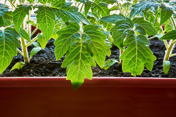 Closeup young little Tomato Sprouts Greenhouse, Sprouted Tomato in a red box near the window, Potted Tomato Seedlings. Spring Seedlings. Tomato leaf closeup.