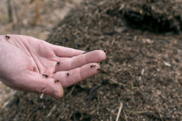 On the background of ant man keeps ants on the palm of your hand.