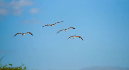 Blue footed booby flying overhead