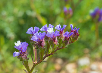 Purple Flower close up