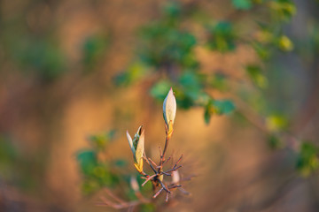 New leaves on a berry bush in early spring