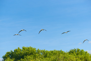 Blue footed booby flying overhead in Galapagos